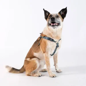 GOLD PAW | Step in Harness in Riverbed