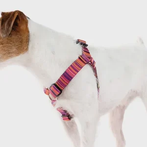 GOLD PAW | Step in Harness in Sunset