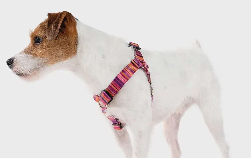 GOLD PAW | Step in Harness in Sunset