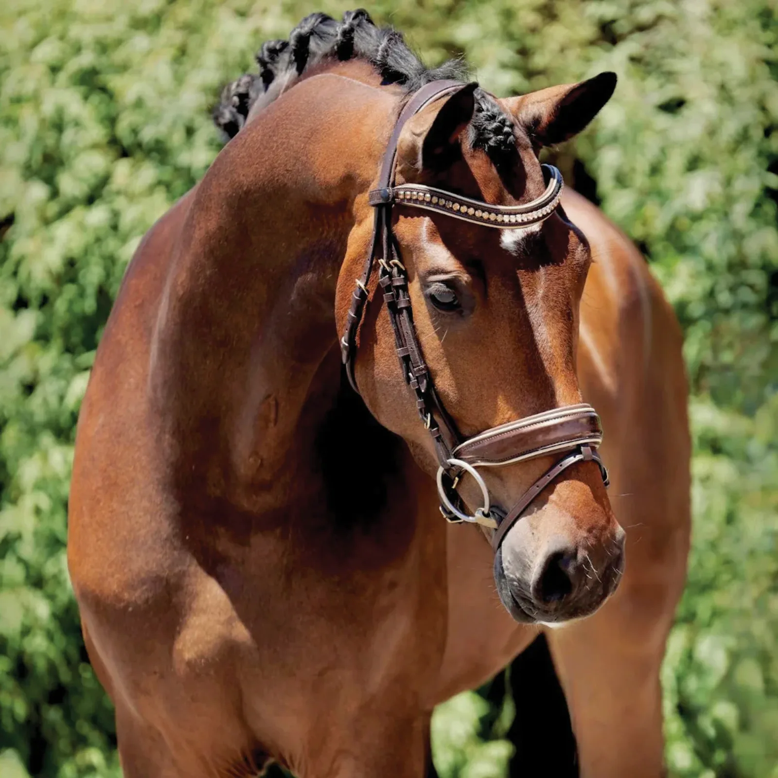 Halter Ego® Catalonia Snaffle Bridle