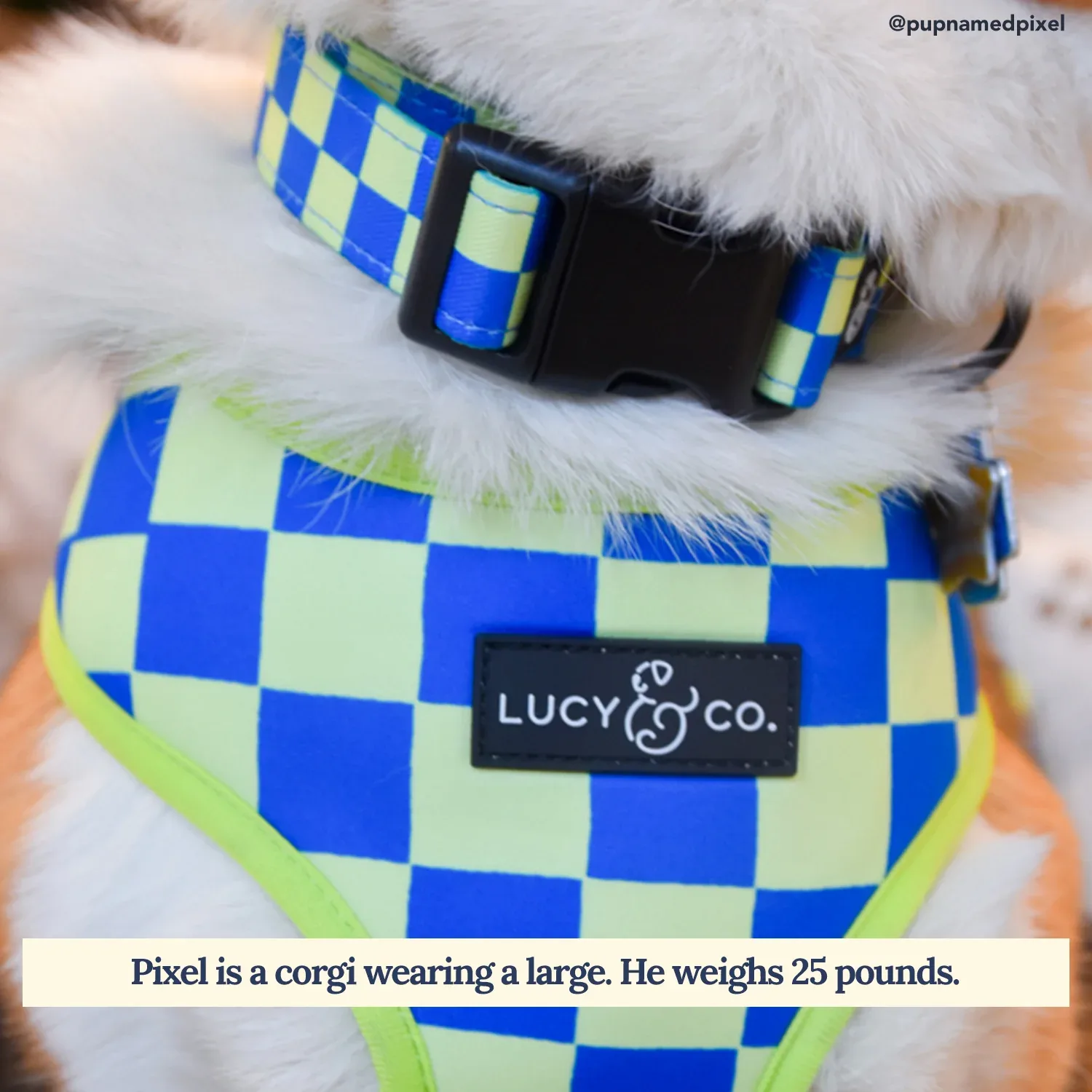 Have a Nice Day Collar - Image 2