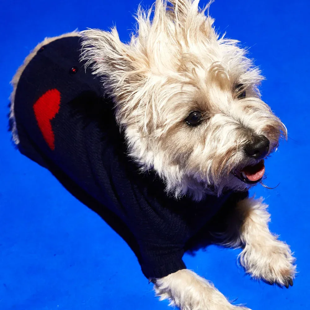 Heart Cardigan Dog Sweater in Navy (FINAL SALE) - Image 2