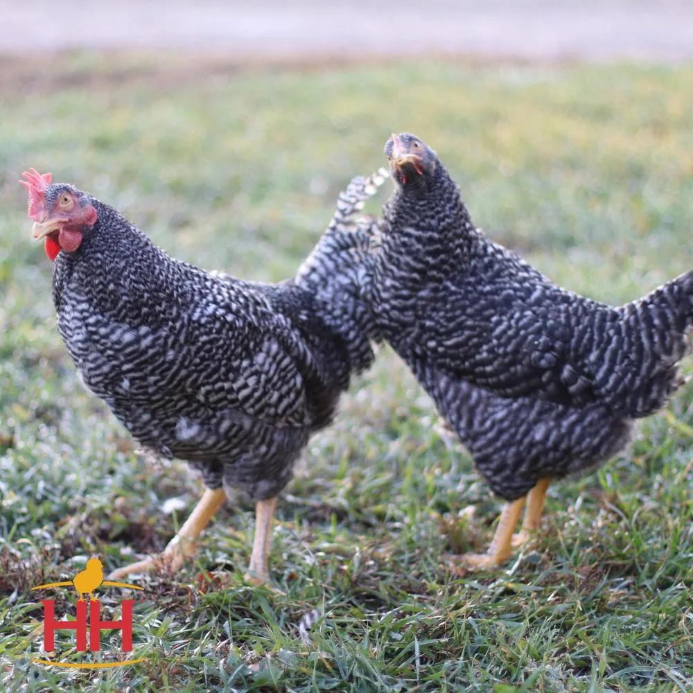 Hoover`S Hatchery Ready-To-Lay Barred Plymouth Rock 18 Week Old Hen