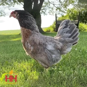 Hoover`S Hatchery Ready-To-Lay Prairie Bluebell Egger18 Week Old Hen