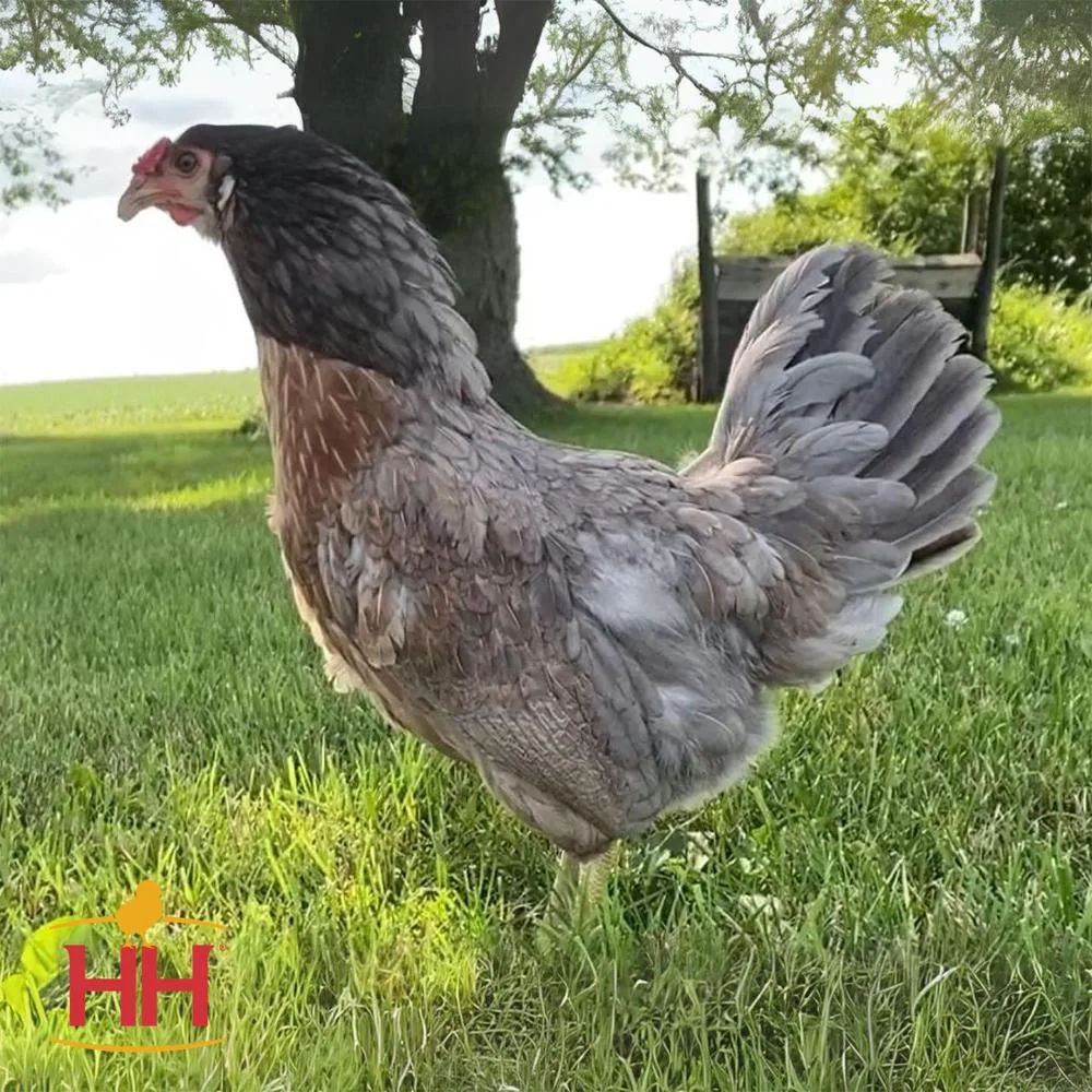 Hoover`S Hatchery Ready-To-Lay Prairie Bluebell Egger18 Week Old Hen