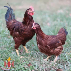 Hoover`S Hatchery Ready-To-Lay Rhode Island Red 18 Week Old Hen