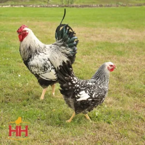 Hoover`S Hatchery Ready-To-Lay Silver Laced Wyandotte 18 Week Old Hen