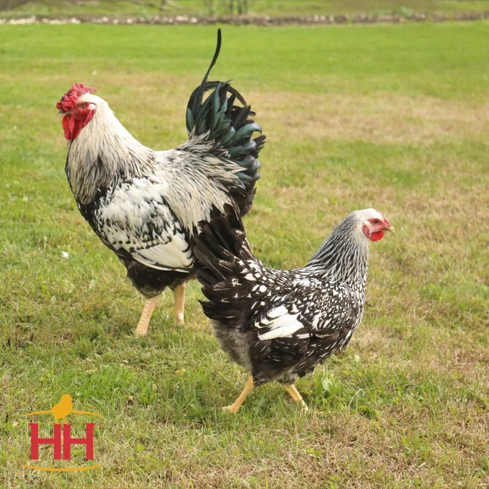 Hoover`S Hatchery Ready-To-Lay Silver Laced Wyandotte 18 Week Old Hen