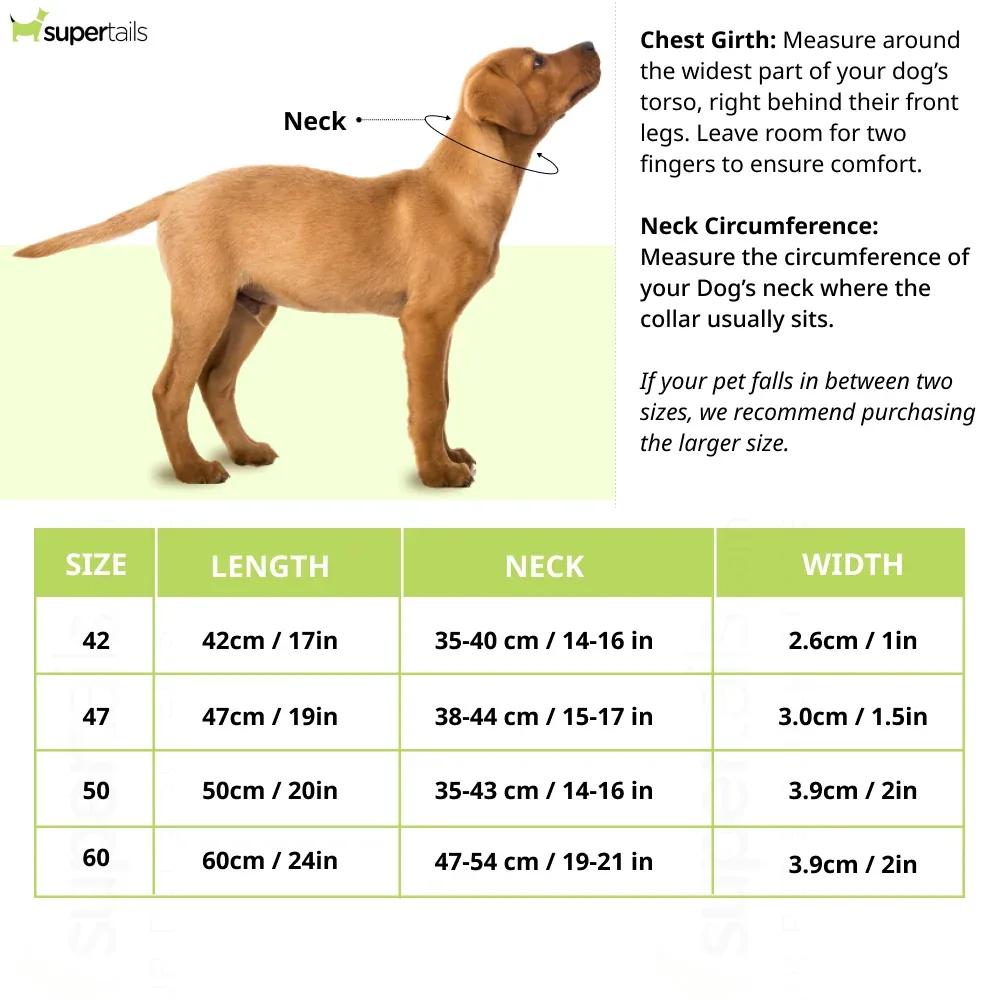 Hunter Arizona UP Collar for Dogs (Black) - Image 2