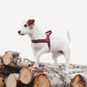 Hurtta Casual Padded Dog Harness