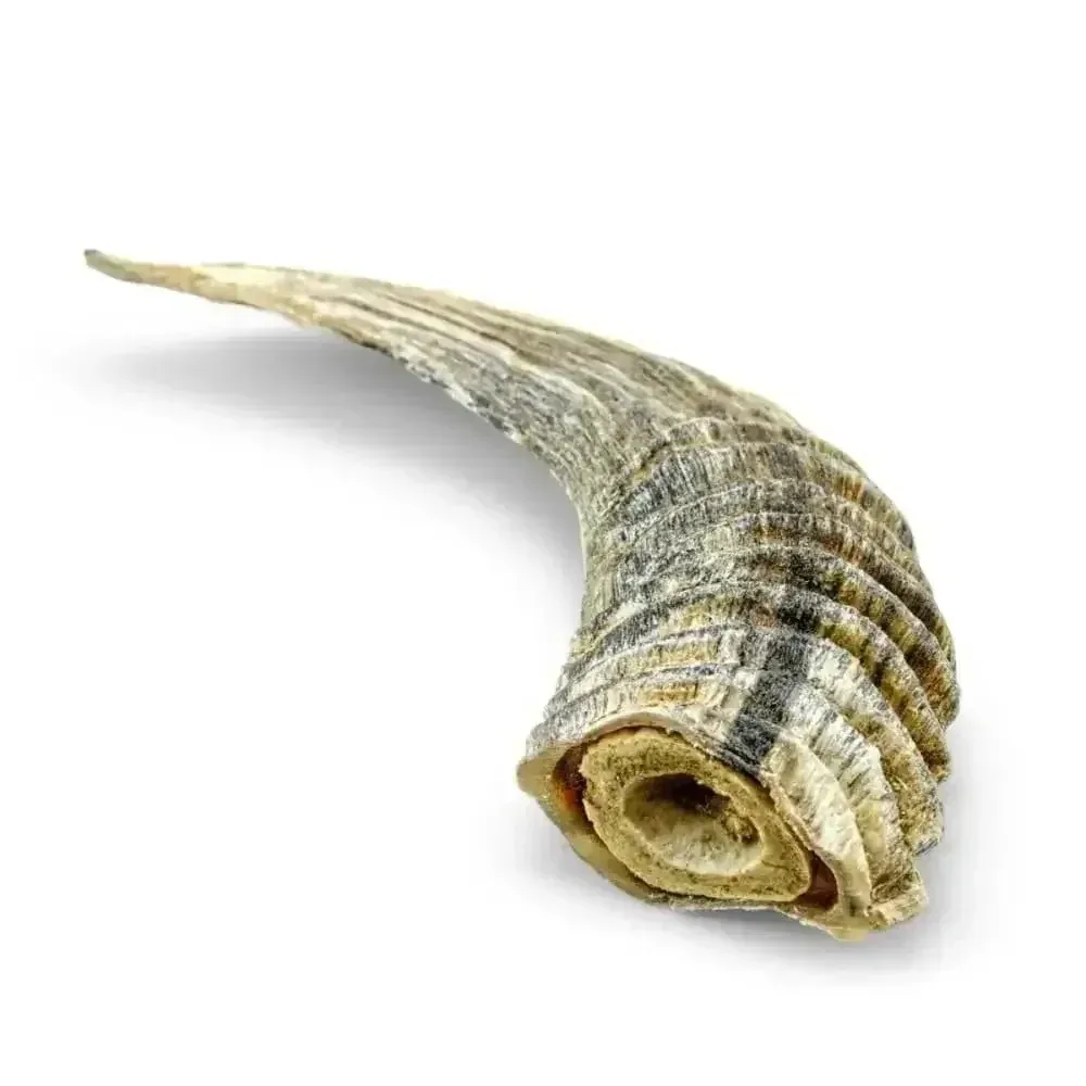 Icelandic Small Lamb Horn Dog Chew with Marrow - Individual Treat