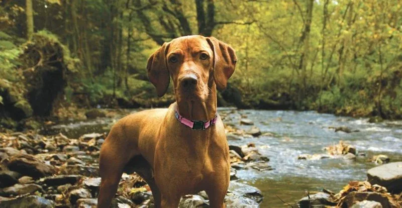 K9 Explorer Reflective Dog Collar - Image 2