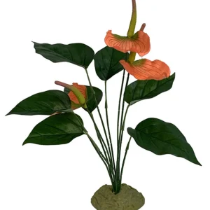 Komodo Anthurium Bush w/ Gravel 1ea