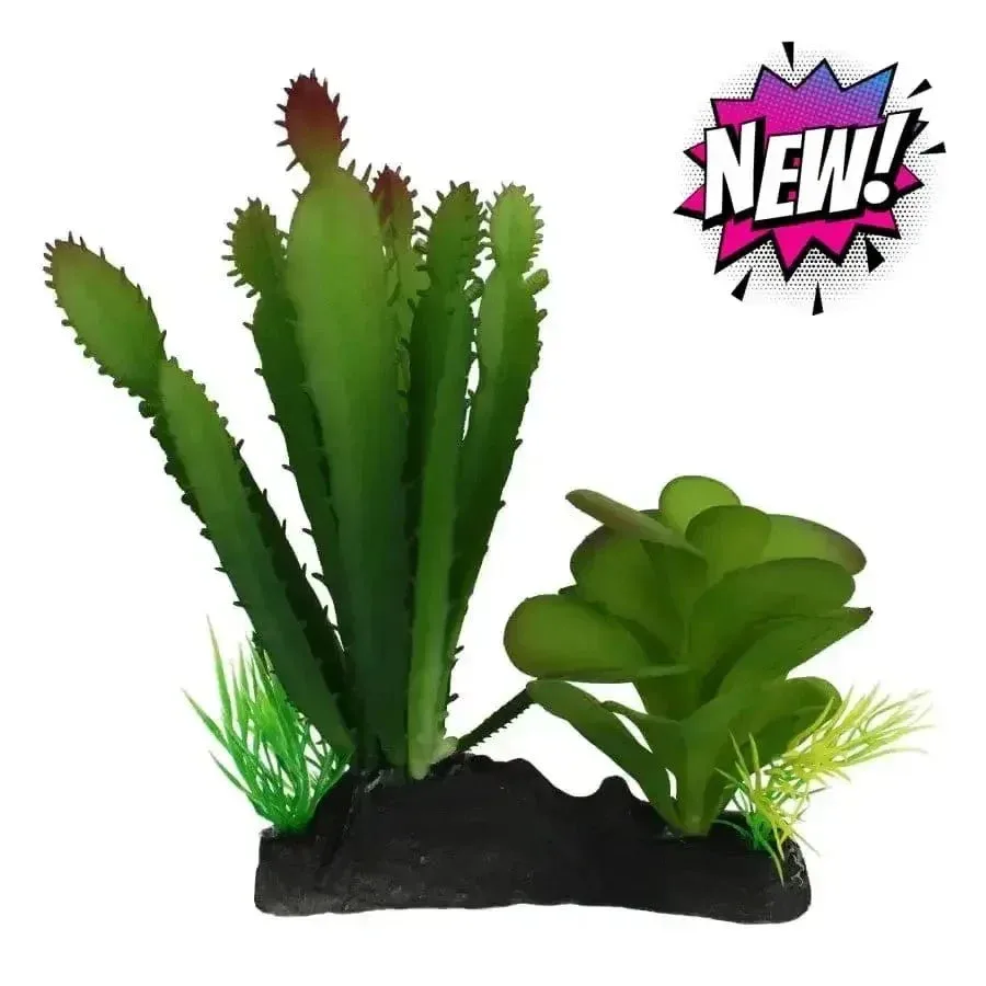 Komodo Cactus & Succulent Plant