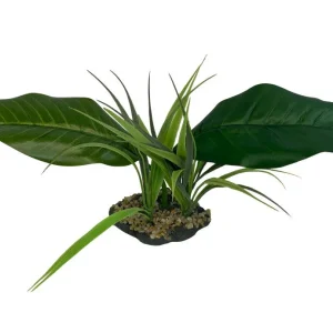 Komodo Woodland Canopy Plant 1ea/42 cm