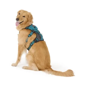 Kong® Safety Adjustable Dog Harness, Color and Size Vary