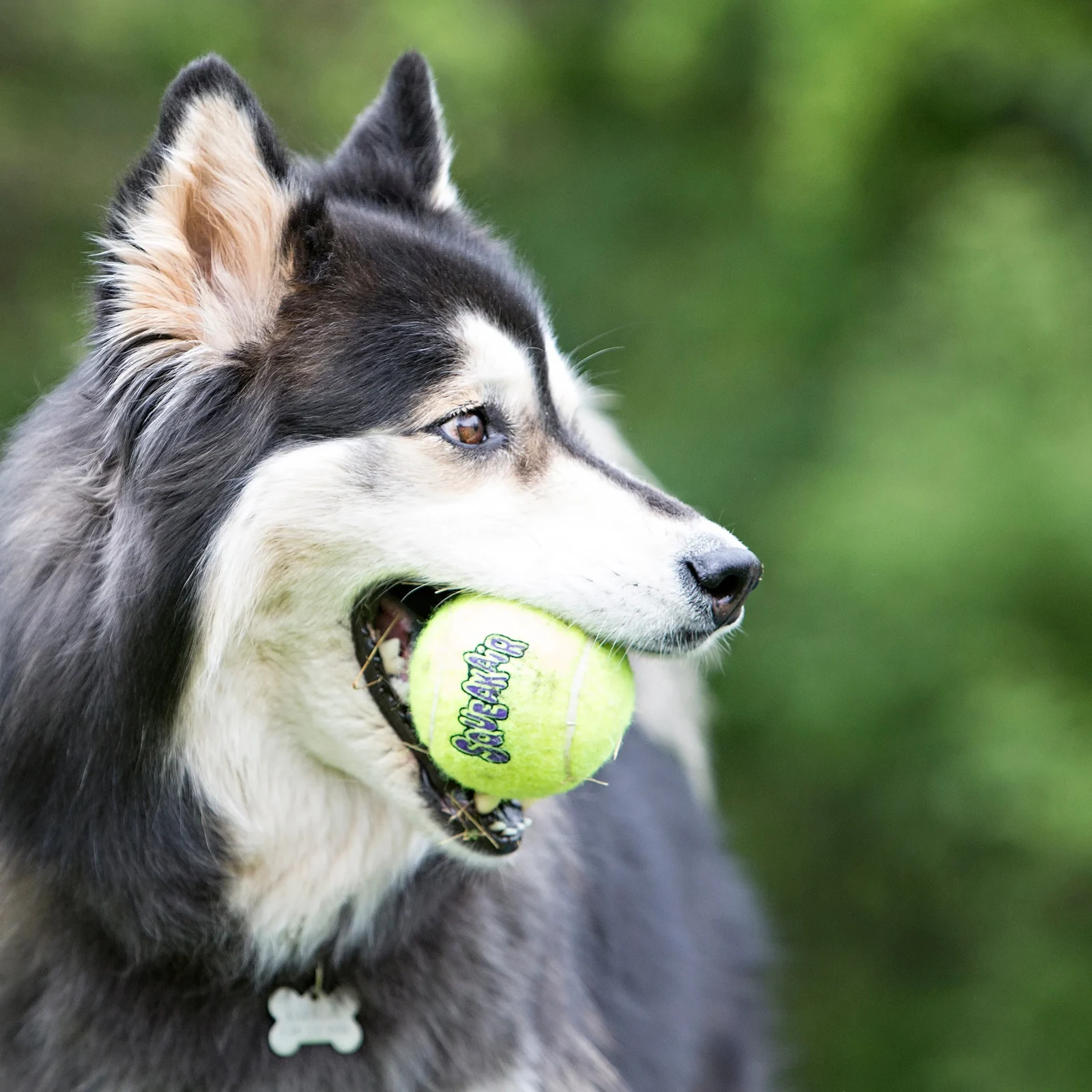KONG SqueakAir Tennis Balls Dog Toy Medium 6pk - Image 2