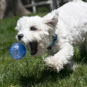KONG Squeezz Geodz Assorted Dog Toy 2 Pack