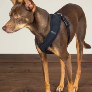 Laguna Dog Harness in Black