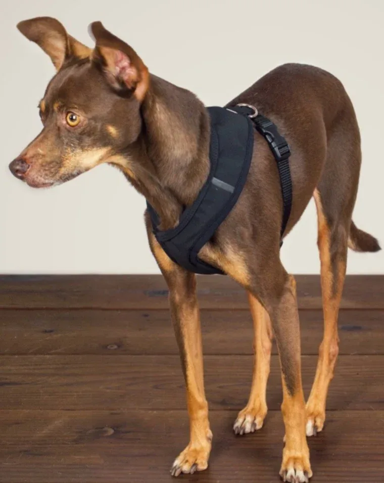 Laguna Dog Harness in Black