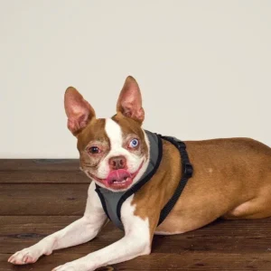 Laguna Dog Harness in Charcoal