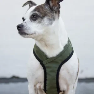 Laguna Dog Harness in Olive