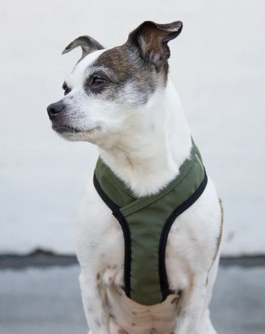 Laguna Dog Harness in Olive