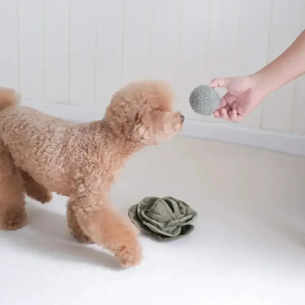 Lambwolf Collective Cabbage Pop Squeaky Interactive Dog Toys