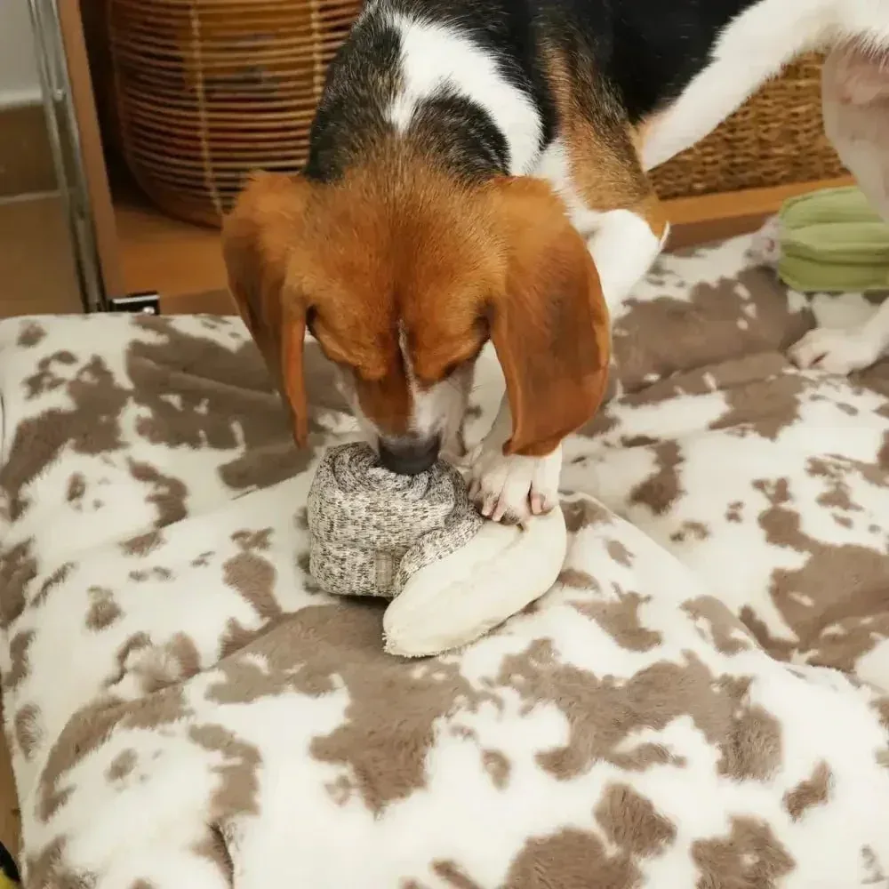 Lambwolf Collective Snail Squeaky Interactive Dog Toys