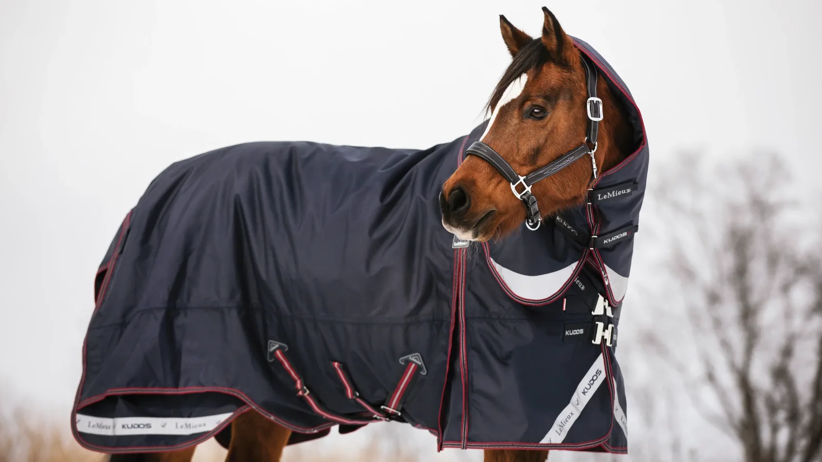 LeMieux® Kudos 350 Gram Turnout Blanket with Leg Straps - Image 2