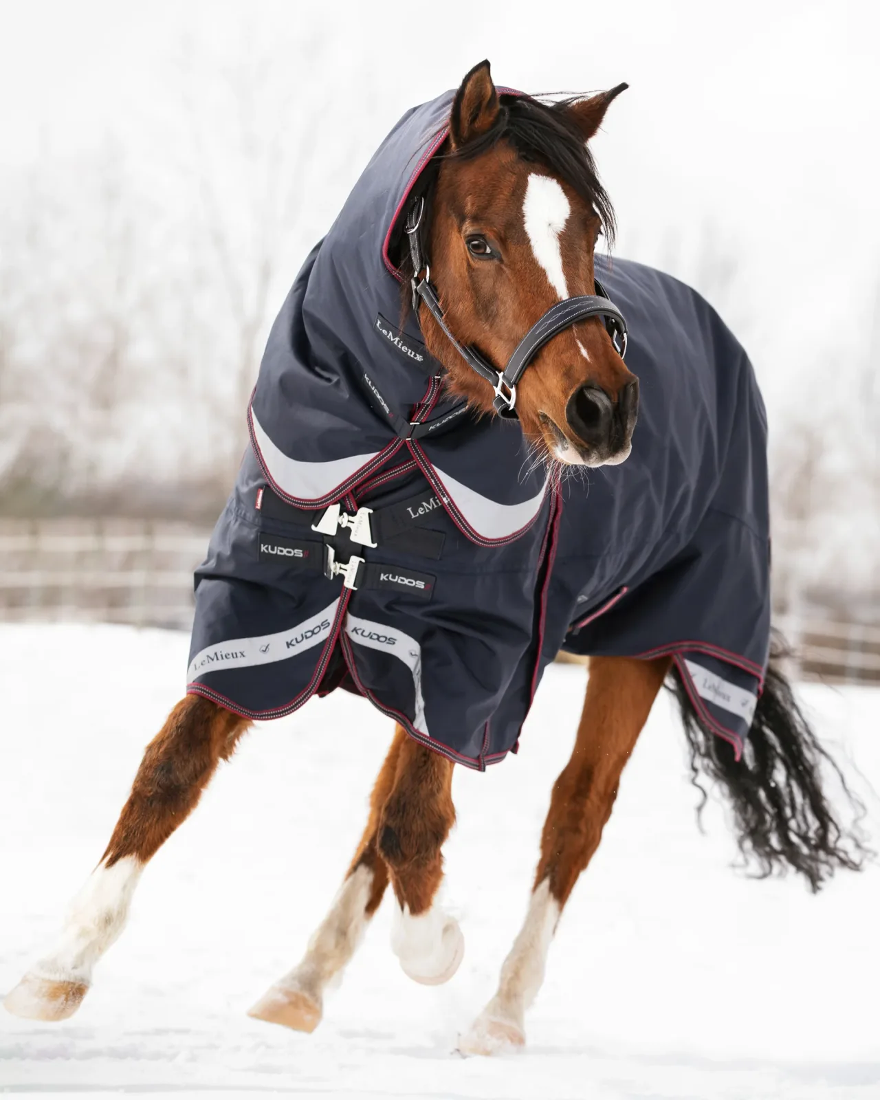 LeMieux® Kudos 350 Gram Turnout Blanket with Leg Straps