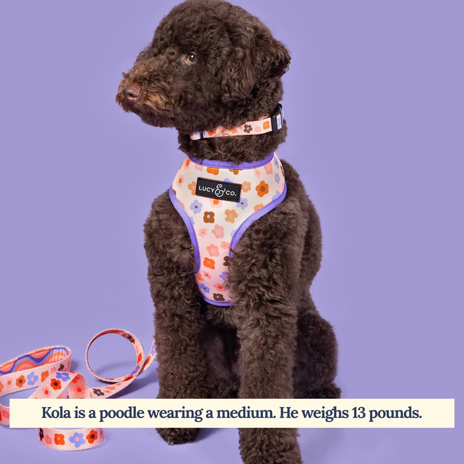 Let's Groove Reversible Harness - Image 2