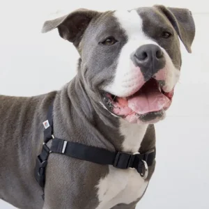 Linden No Pull Front Clip Dog Harness