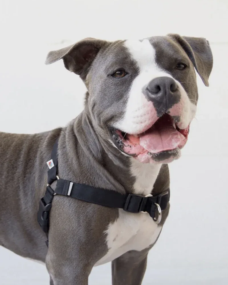 Linden No Pull Front Clip Dog Harness