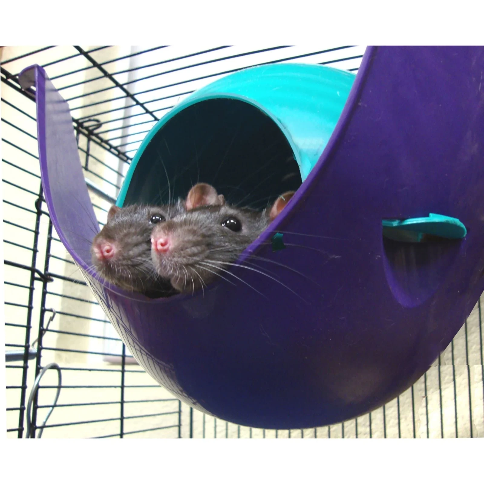 Lixit Critter Space Pod Small Animal House, Purple/Blue, LG - Image 2