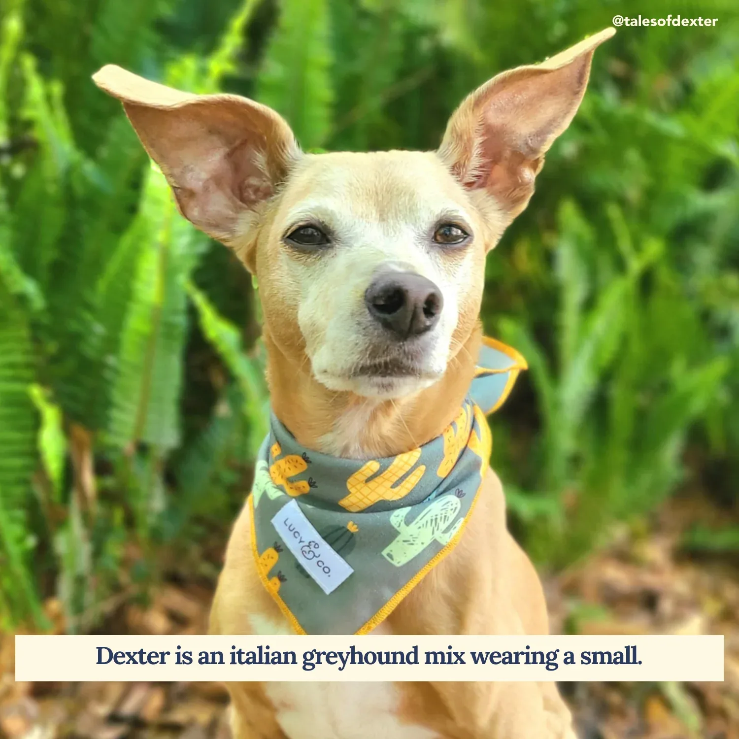 Looking Sharp Bandana - Image 2