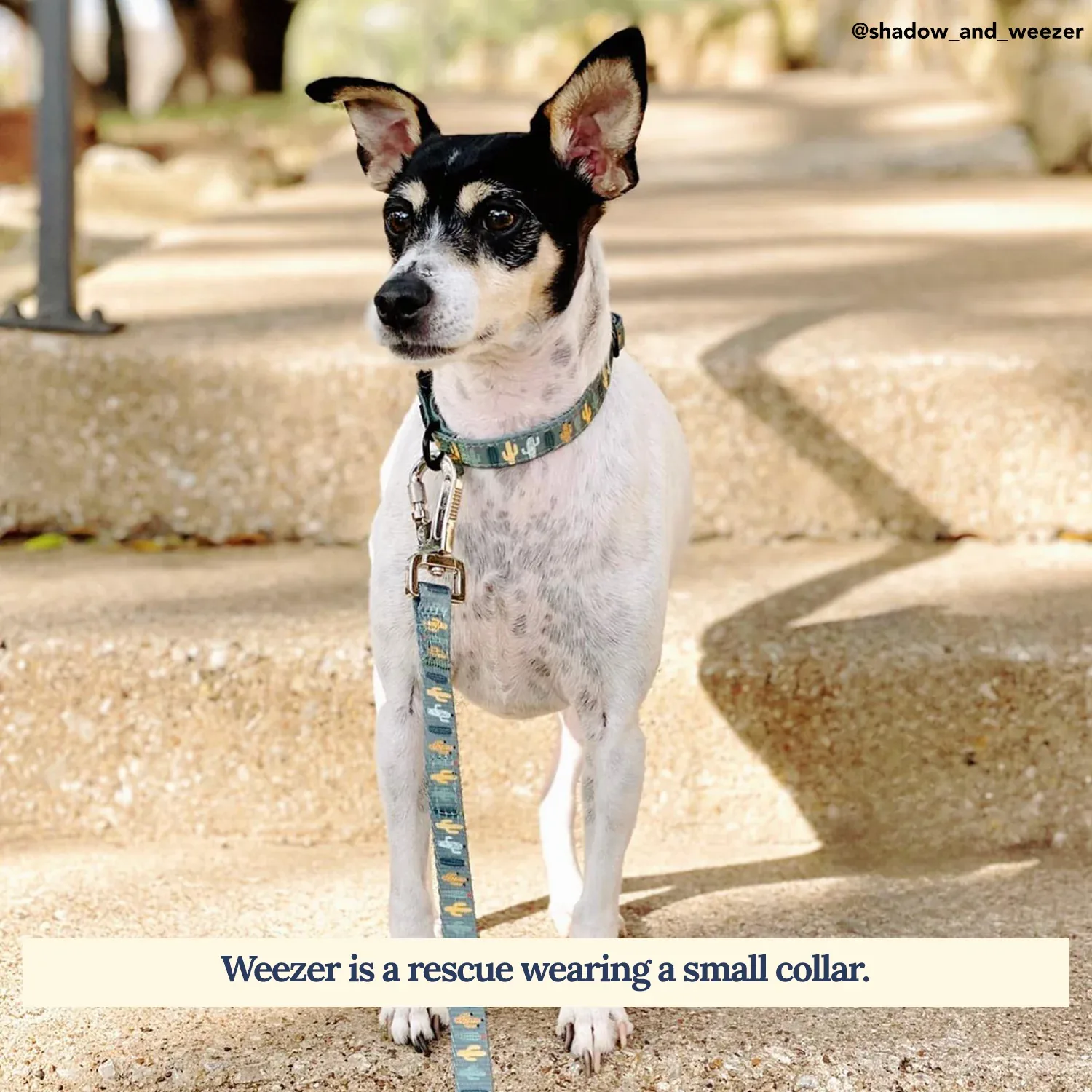 Looking Sharp Collar - Image 2