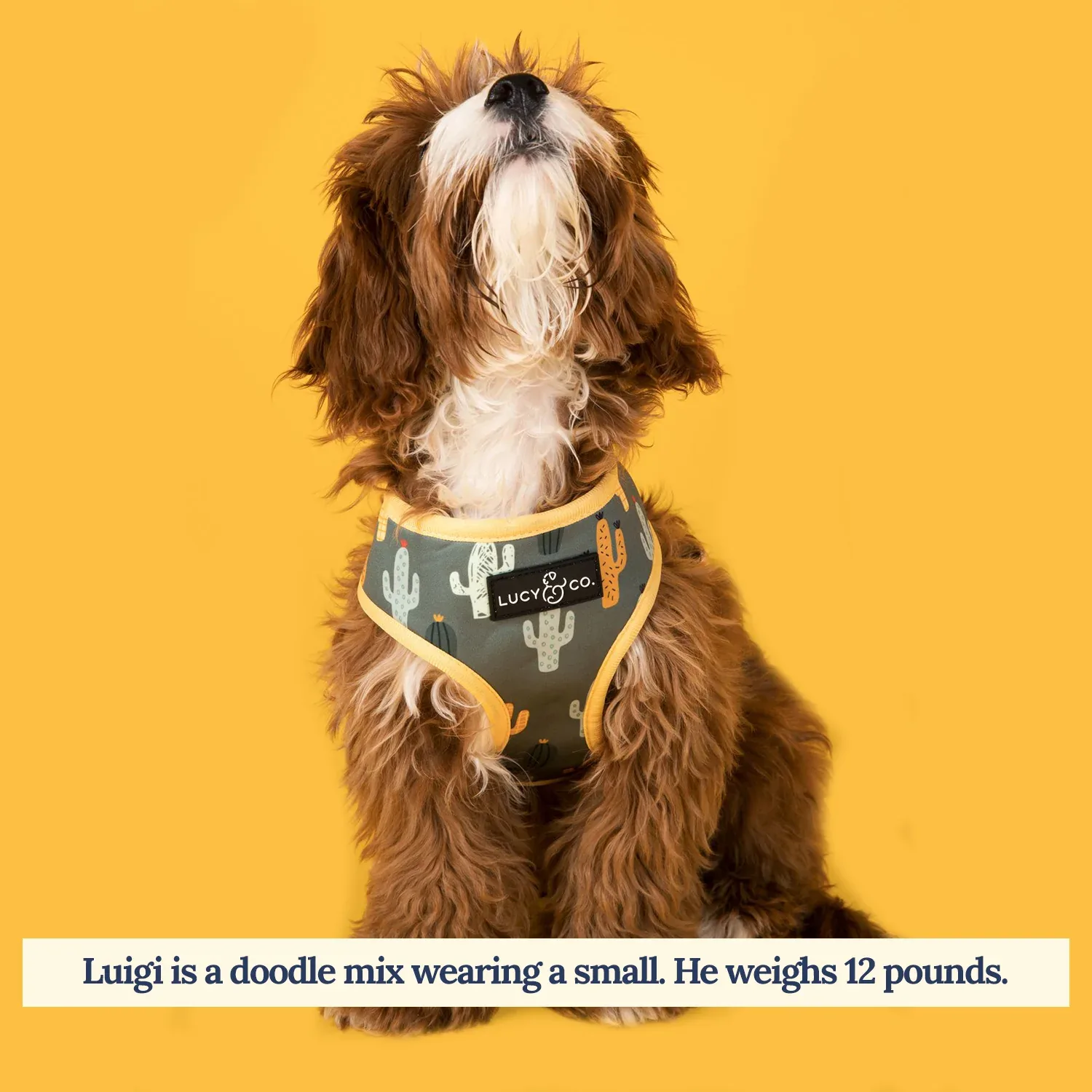 Looking Sharp Reversible Harness - Image 2