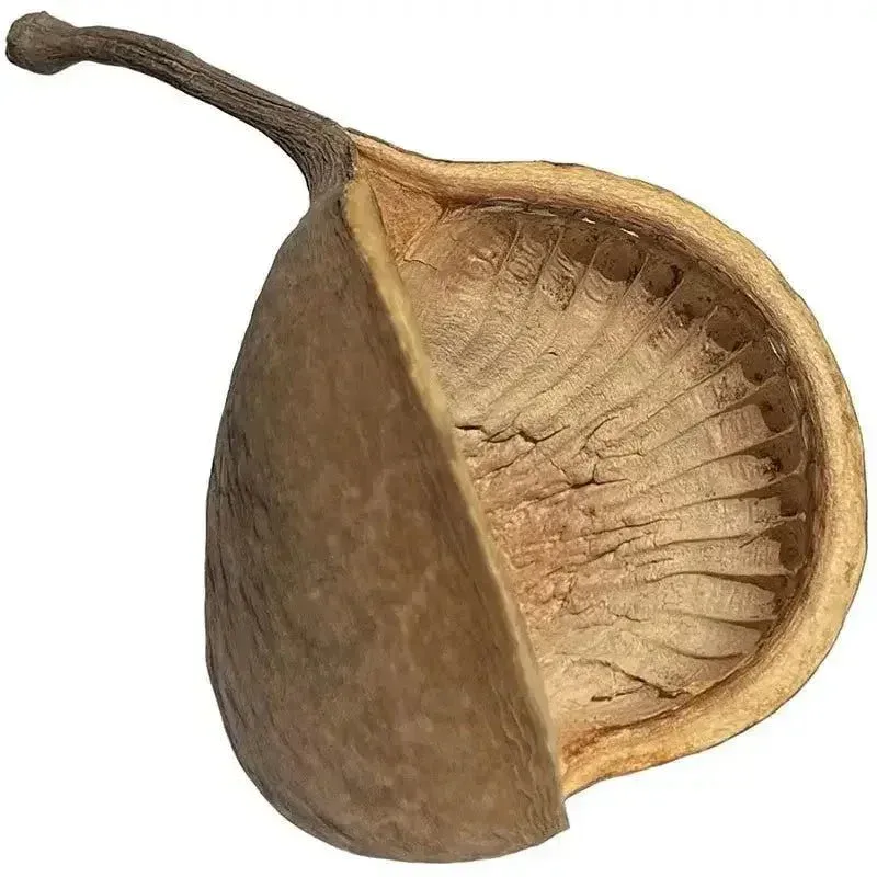 Lugarti’s Buddha Nut Pods Perfect Addition To Your Terrarium!
