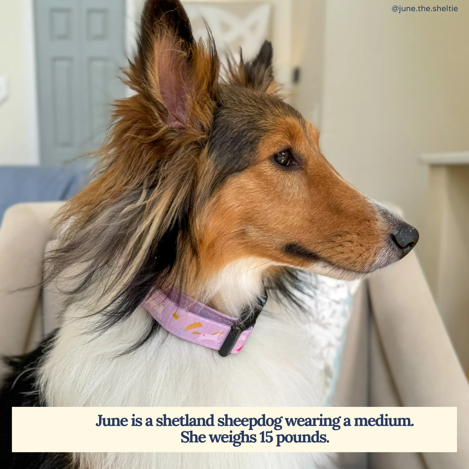 Making Magic Collar - Image 2
