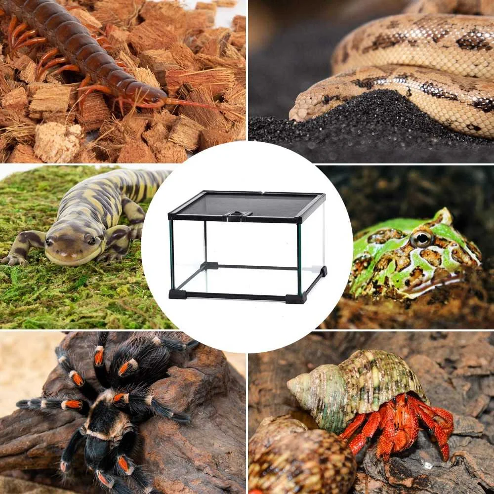 Mini Glass Terrarium with Mesh Top - Image 2