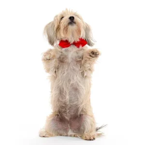 MODERN BEAST | Red Corduroy BowTie