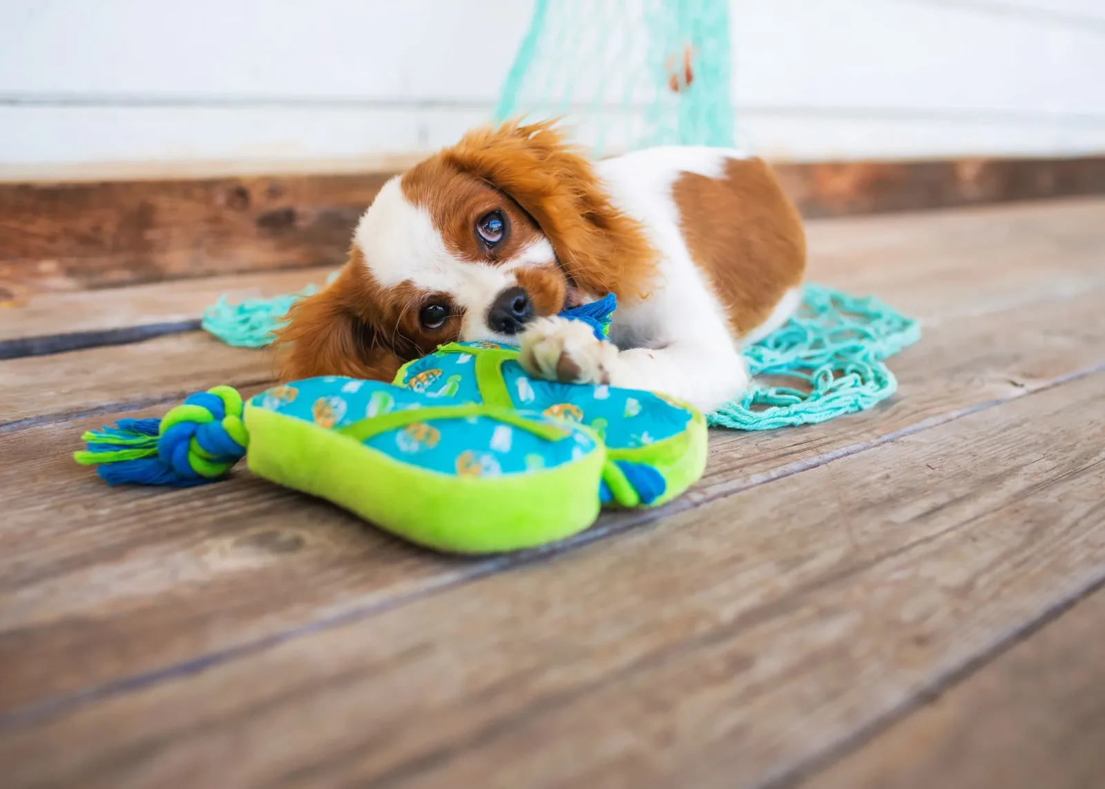 Multipet Margaritaville Flip Flop Rope - Image 2