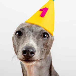 Numbered Pawty Hat (Made in the USA)