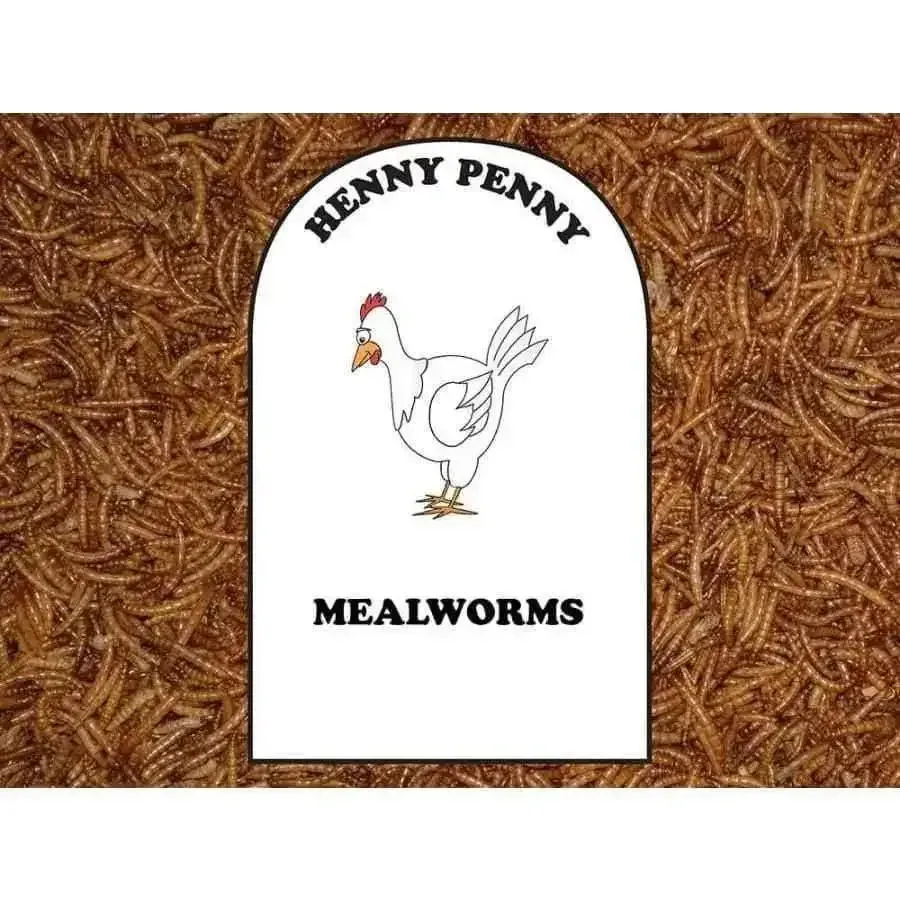 Nutritious Mealworms for Chickens - High Protein Treats for Healthy Hens