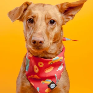 Nutty for New York Dog Bandana