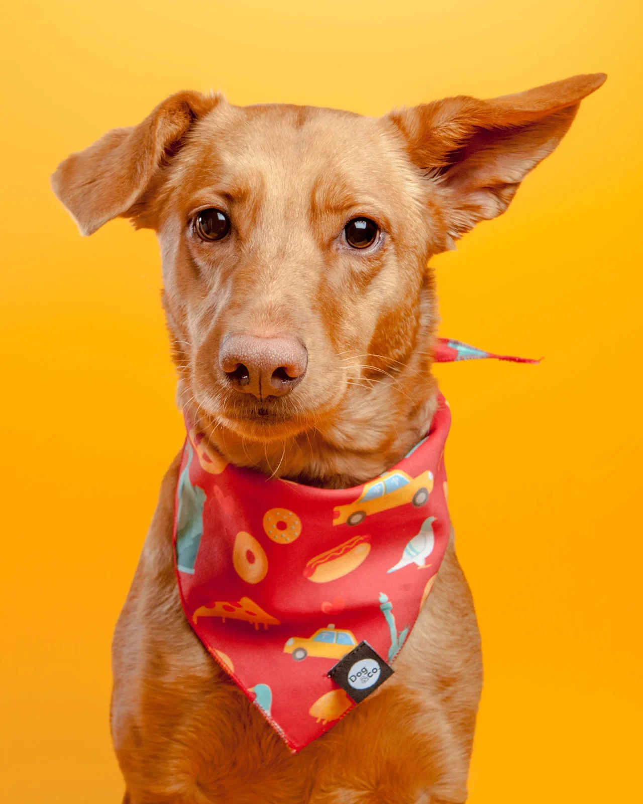 Nutty for New York Dog Bandana