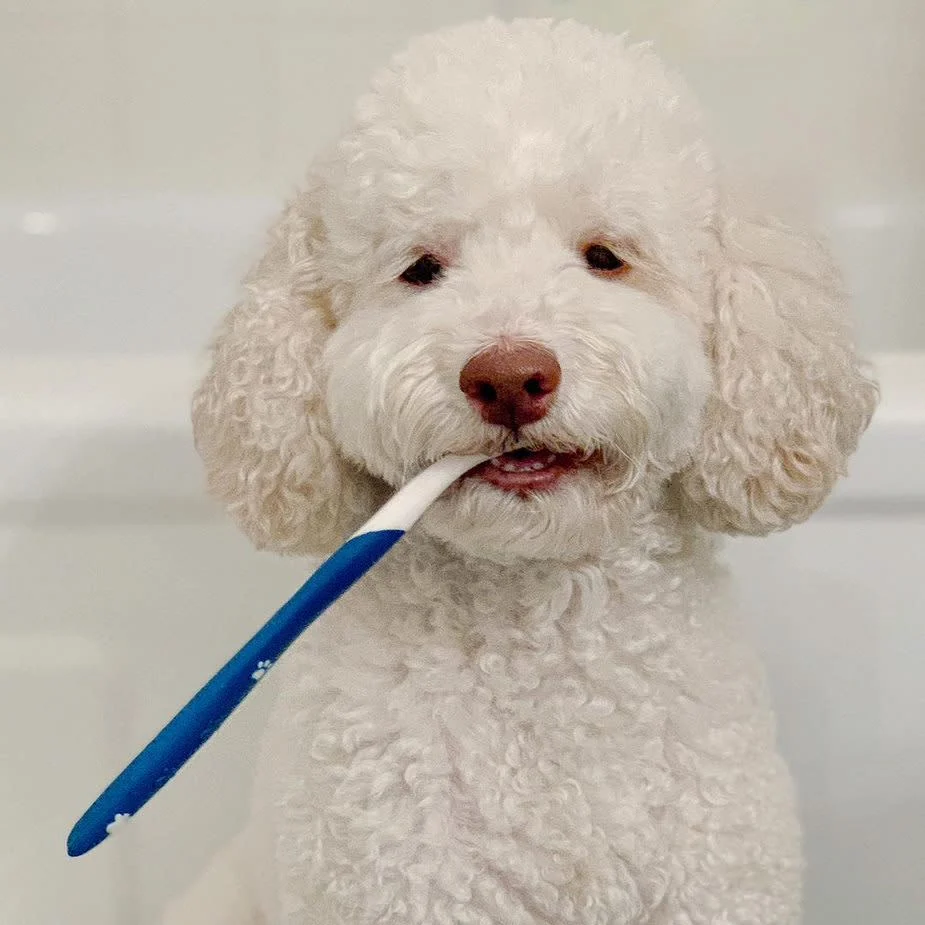 Nylabone Advanced Oral Care Dog Dental Kit - Image 2