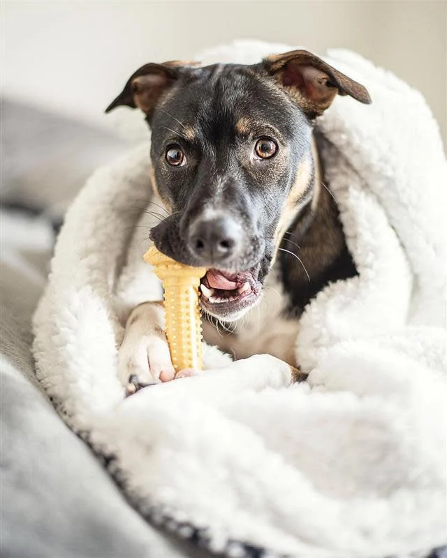 Nylabone Barbell Power Chew Durable Dog Toy Peanut Butter 1ea/Large/Giant - Up To 50 lb - Image 2