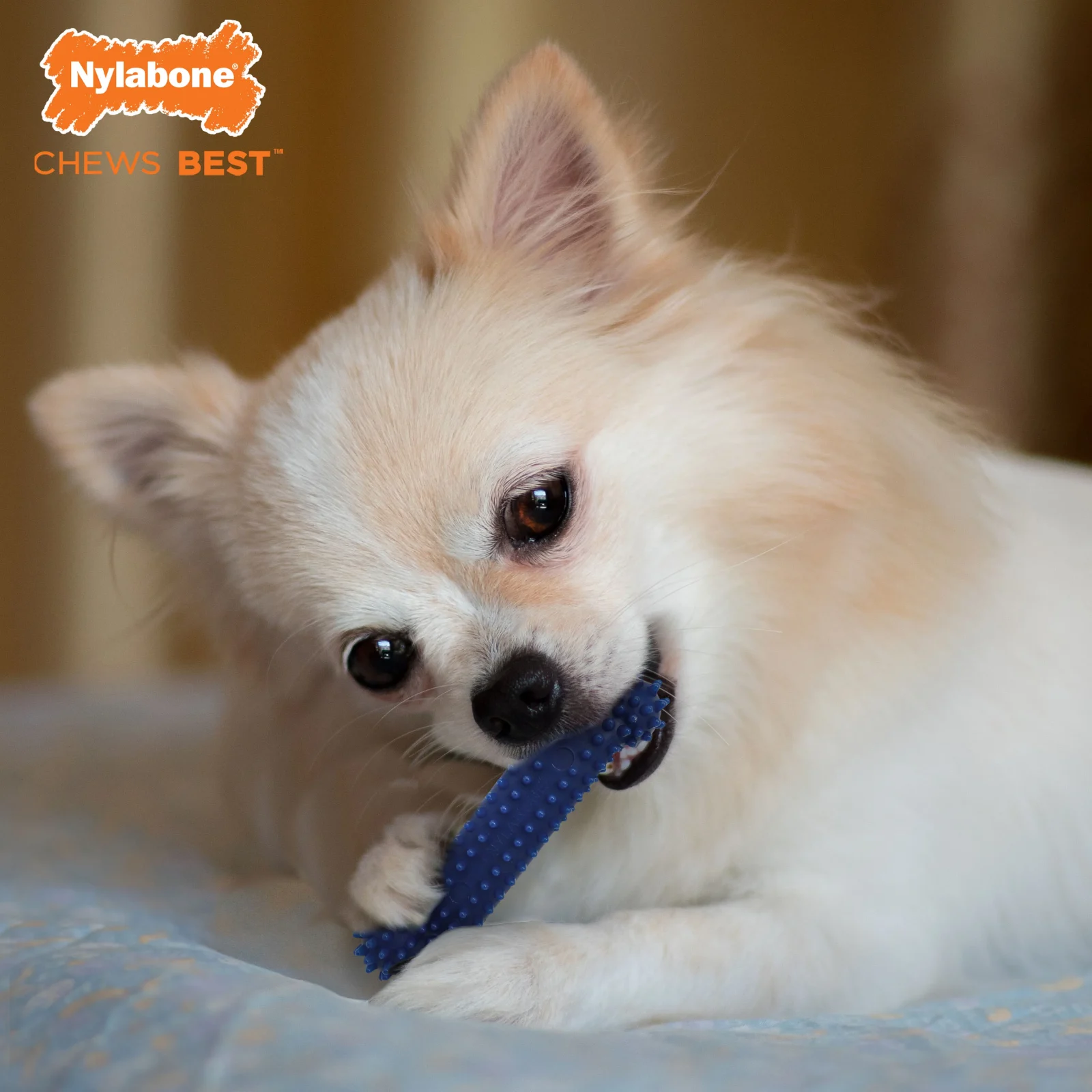 Nylabone DentalChew Blister Card Petite - Image 2